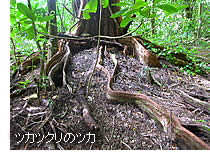 ツカツクリのツカ