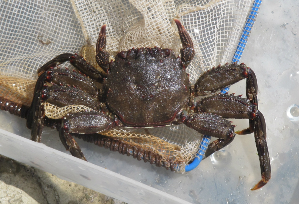 干潟の生きもの図鑑