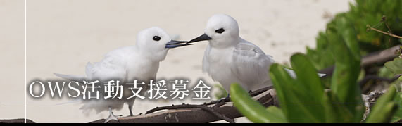�A�W�T�V���