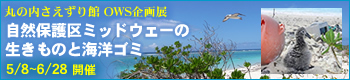 ���R�ی��~�b�h�E�F�[��