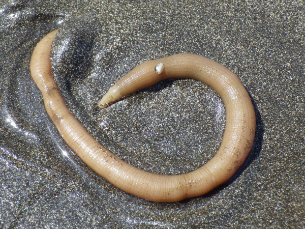 干潟の生きもの図鑑