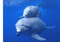 第36回｢イルカのKちゃんからのメッセージ｣ | 海のトーク
