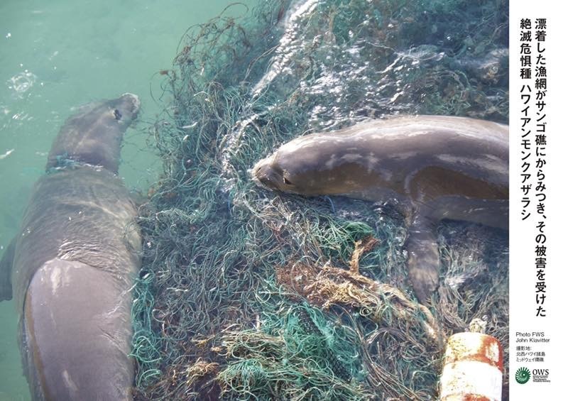 学習教材 写真パネル の貸出 海洋ごみプロジェクト 海の環境npo法人ows