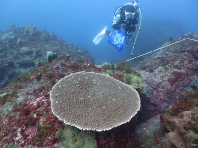 サンゴ調査プロジェクト