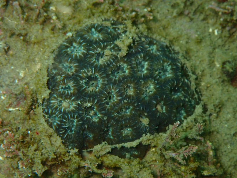 ポリプをとじた様子