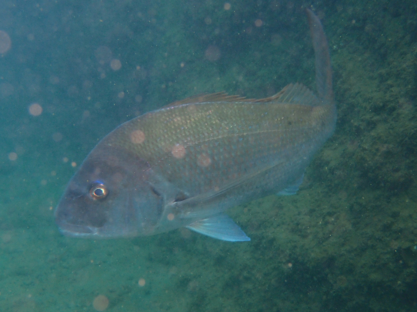 ポリプをとじた様子