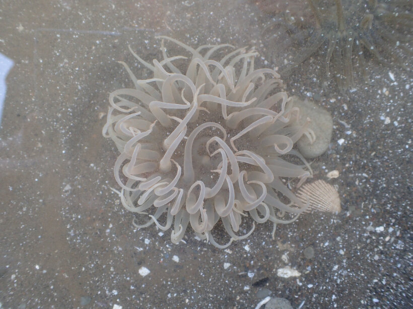 ハナワケイソギンチャク 刺胞動物門 花虫綱 江奈湾干潟生きもの図鑑 海の環境npo法人ows