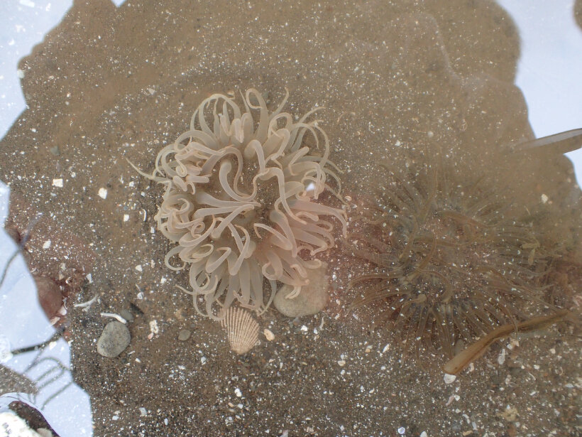 ハナワケイソギンチャク 刺胞動物門 花虫綱 江奈湾干潟生きもの図鑑 海の環境npo法人ows