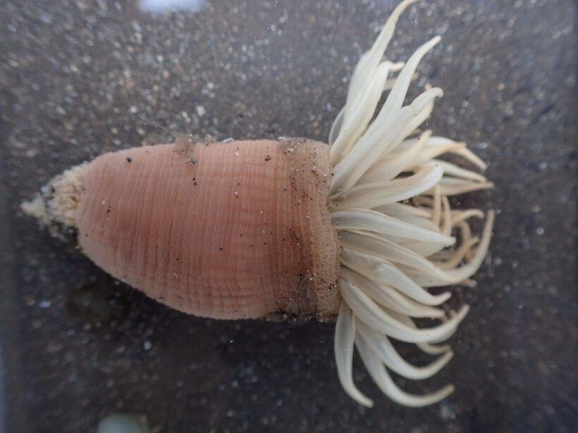 ハナワケイソギンチャク 刺胞動物門 花虫綱 江奈湾干潟生きもの図鑑 海の環境npo法人ows
