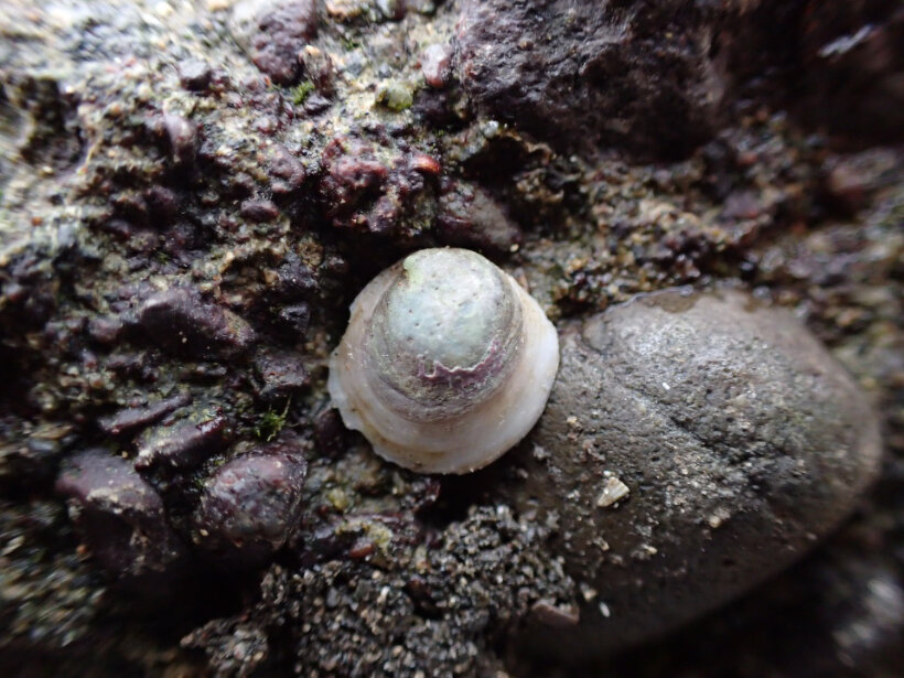 カワチドリ 軟体動物門 腹足綱 江奈湾干潟生きもの図鑑 海の環境npo法人ows