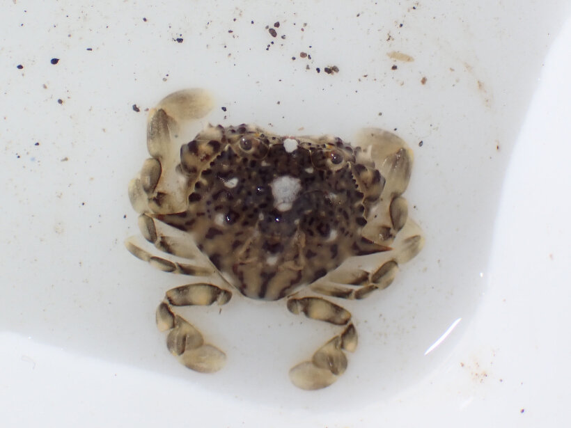 キンセンガニ 節足動物門 軟甲綱 江奈湾干潟生きもの図鑑 海の環境npo法人ows