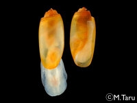 コメツブツララ?