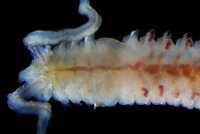 <i>Polydora</i> cf. <i>nuchalis</i>
