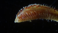 <i>Scolelepis</i> 属の一種