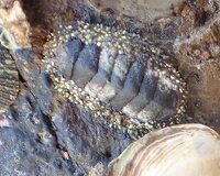 リュウキュウヒザラガイ