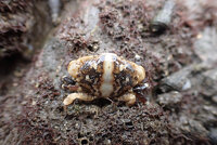 トガリオウギガニ