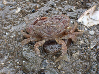 トゲオウギガニ