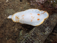 シラユキウミウシ