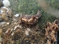 コネコウミウシ