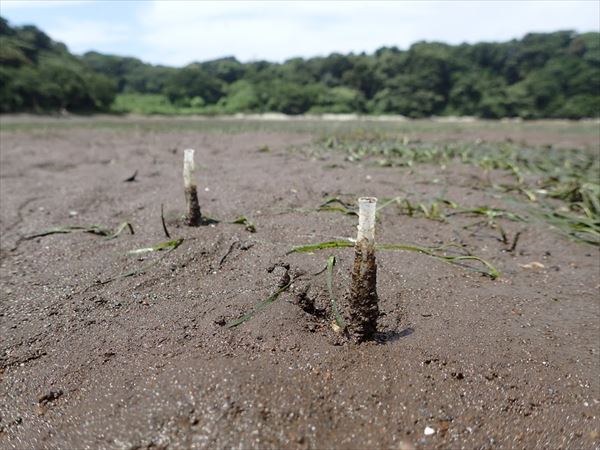 ツバサゴカイ（棲管）