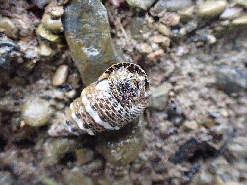 ユビナガホンヤドカリ 節足動物門 軟甲綱 ゆかし潟生きもの図鑑 海の環境npo法人ows