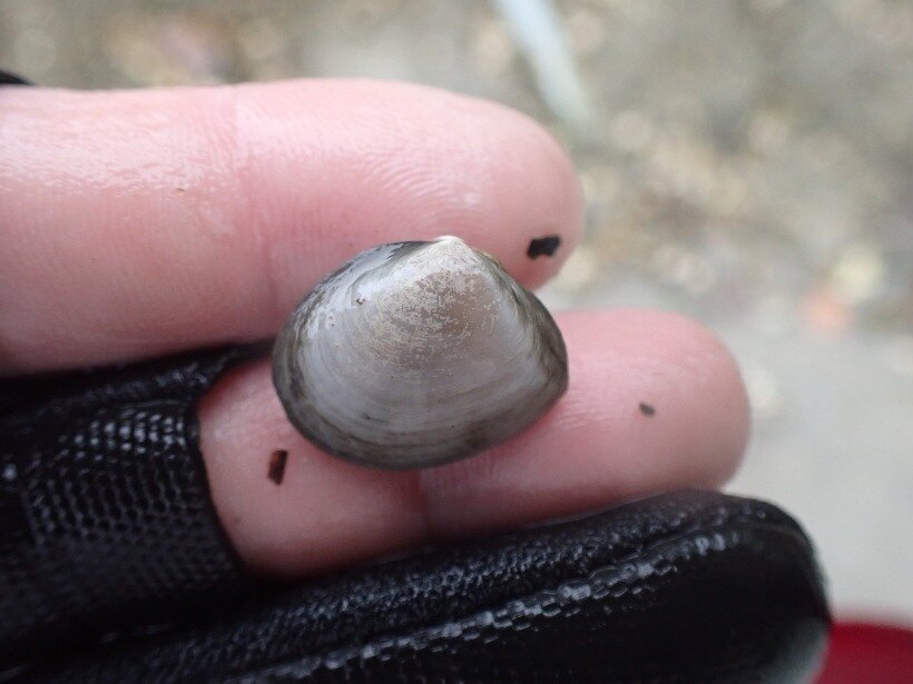 ヒメシラトリ | 軟体動物門（二枚貝綱） | ゆかし潟生きもの図鑑 | 海の環境NPO法人OWS