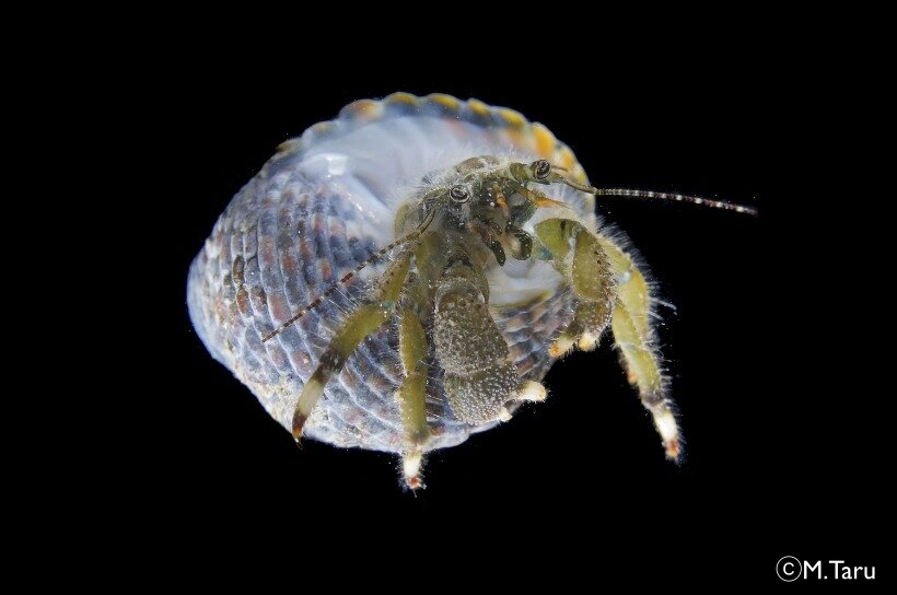 ホンヤドカリ 節足動物門 軟甲綱 ゆかし潟生きもの図鑑 海の環境npo法人ows