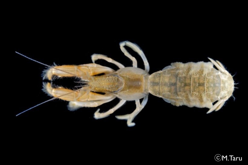 バルスアナジャコ 節足動物門 軟甲綱 ゆかし潟生きもの図鑑 海の環境npo法人ows