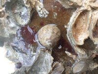 コシダカガンガラ