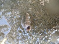 ヒメクワノミカニモリ（カネツケカニモリ型）