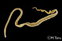 <i>Amphiporus</i> 属?の1種