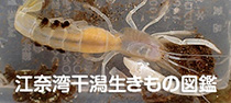 江奈干潟生き物WEB図鑑